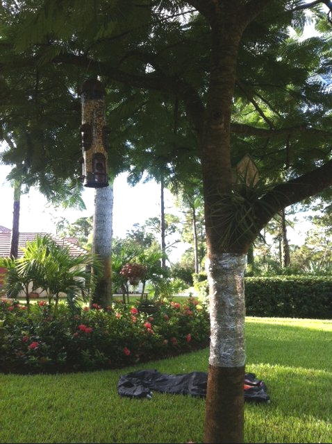 Bird Feeder Deterrent Hometalk