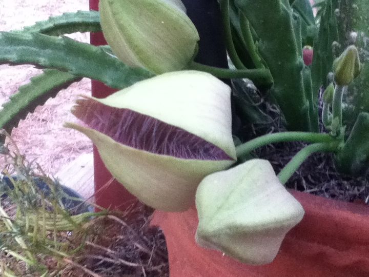 can anyone tell me what kind of flowering cactus this is, flowers, gardening