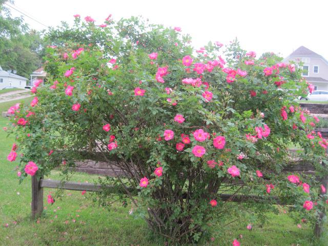 my garden in june, flowers, gardening, hydrangea, William Baffin climbing rose