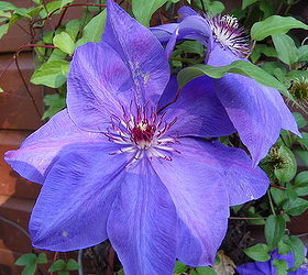 clematis will it live or will it not, container gardening, flowers, gardening, LOOK how pretty her flowers look