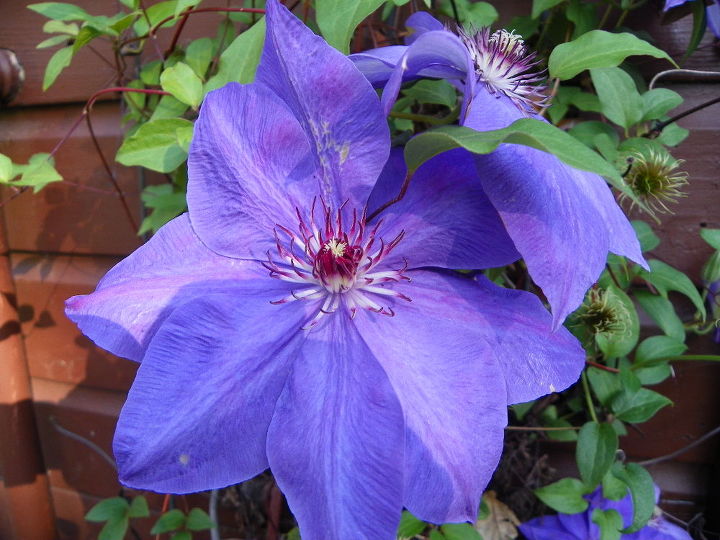 clematis vivir o no vivir, Mira que bonitas se ven sus flores