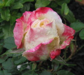 rose from mother s day finally starting to bloom pretty, gardening
