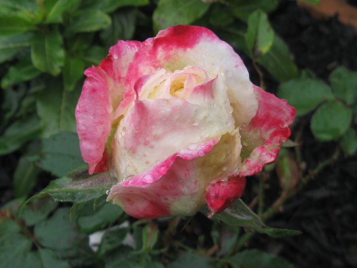 la rosa del dia de la madre por fin empieza a florecer bonita