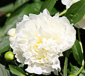 it s a peony parade, gardening, Duchesse de Nemours peony gorgeous white blooms