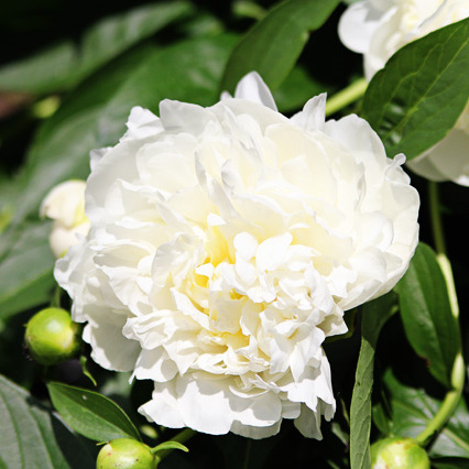 it s a peony parade, gardening, Duchesse de Nemours peony gorgeous white blooms
