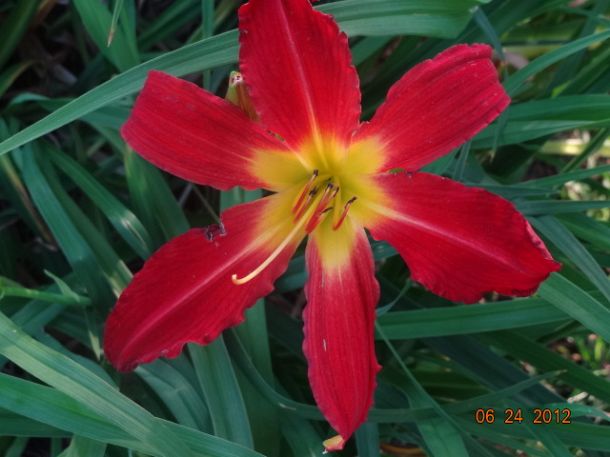 my yard flowers birds and awesome ideas, flowers, gardening, Day lilies