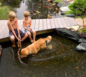 dogs love ponds, outdoor living, pets animals, ponds water features, A backyard pond provides cool relief for kids and pets alike