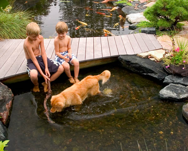 dogs love ponds, outdoor living, pets animals, ponds water features, A backyard pond provides cool relief for kids and pets alike