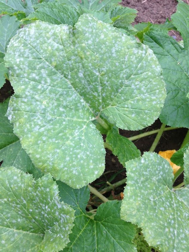 white spots and black spots on plants remedy, gardening, Squash white spots