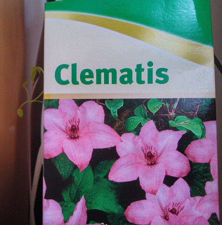 how to replant clematis, gardening