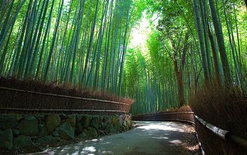 A Guide to Buying Bamboo for the Home