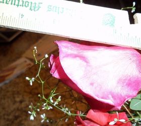 compost is the key to growing roses this size compost is easy to to do and save the, composting, gardening, go green, Compost is the key to growing roses this size Compost is easy to to do and save the environment