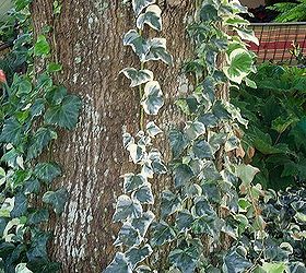 will these creeping vines do harm to my trees, gardening, landscape, ivy on my oak tree