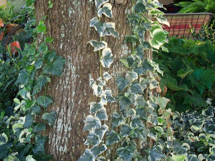 will these creeping vines do harm to my trees, gardening, landscape, ivy on my oak tree