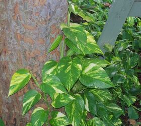 will these creeping vines do harm to my trees, gardening, landscape, pothos on my elm tree