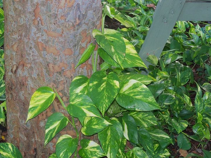 will these creeping vines do harm to my trees, gardening, landscape, pothos on my elm tree