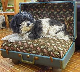 a vintage suite case gets a new life as a pet bed, repurposing upcycling, Well Molly likes it And YES she did need a bath