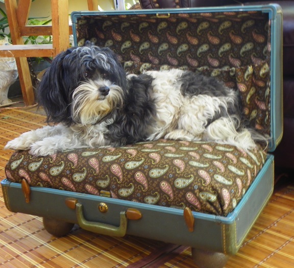 a vintage suite case gets a new life as a pet bed, repurposing upcycling, Well Molly likes it And YES she did need a bath