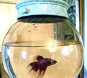 broken swag as a fishbowl, pets animals, repurposing upcycling, swag turned fish bowl