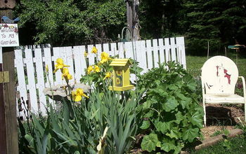 The garden entrance....Holy hocks...yellow Iris..herb garden.