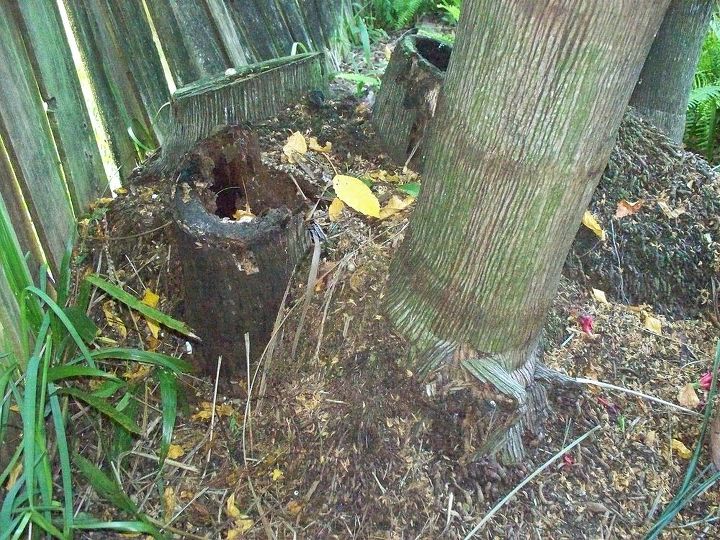 q can part of palm tree mound be removed without destabilizing remaining trunks, gardening, outdoor living, view from opposite side of trunks