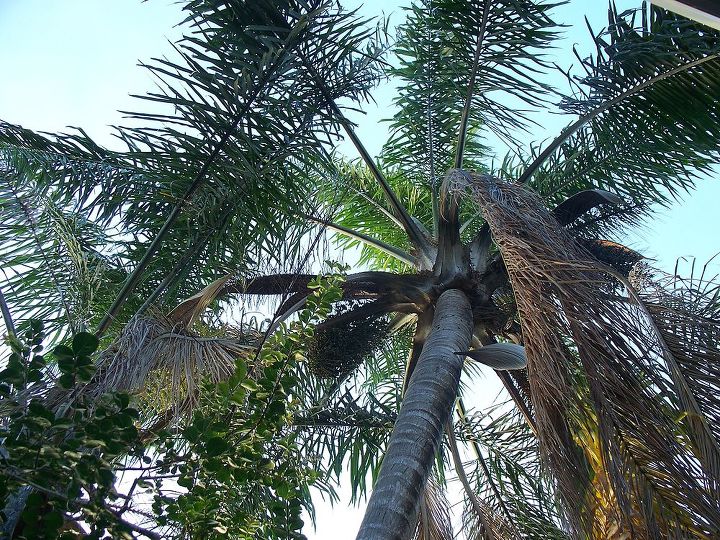 q can part of palm tree mound be removed without destabilizing remaining trunks, gardening, outdoor living, Queen palms