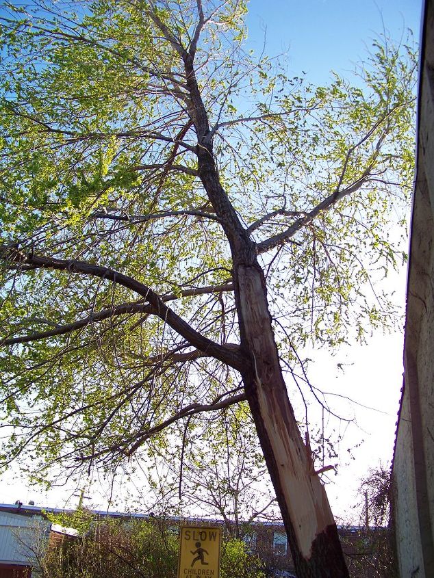 i need half of a fallen tree removed inexpensively in zip code 19022 eddystone pa, landscape, The half that s still standing