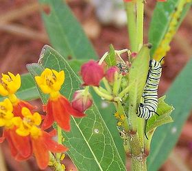 counted 19 monarch caterpillars as of this morning, gardening