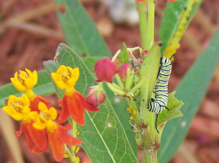 counted 19 monarch caterpillars as of this morning, gardening