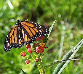 started a butterfly garden about two weeks ago already have monarch butterflies, flowers, gardening, pets animals