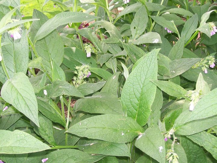 can anyone identify this plant, flowers, gardening