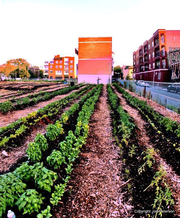 chicago s peterson garden project was built for victory, gardening, The Peterson Garden Project is teaching people in Chicago how to grow their own food
