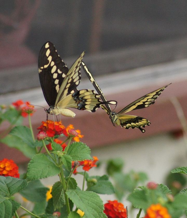 butterflies amp lantana, gardening, pets animals