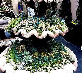 more succulent talk, flowers, gardening, succulents, Seen at the San Diego County Fair