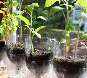gardening starting plants from seed, gardening, repurposing upcycling
