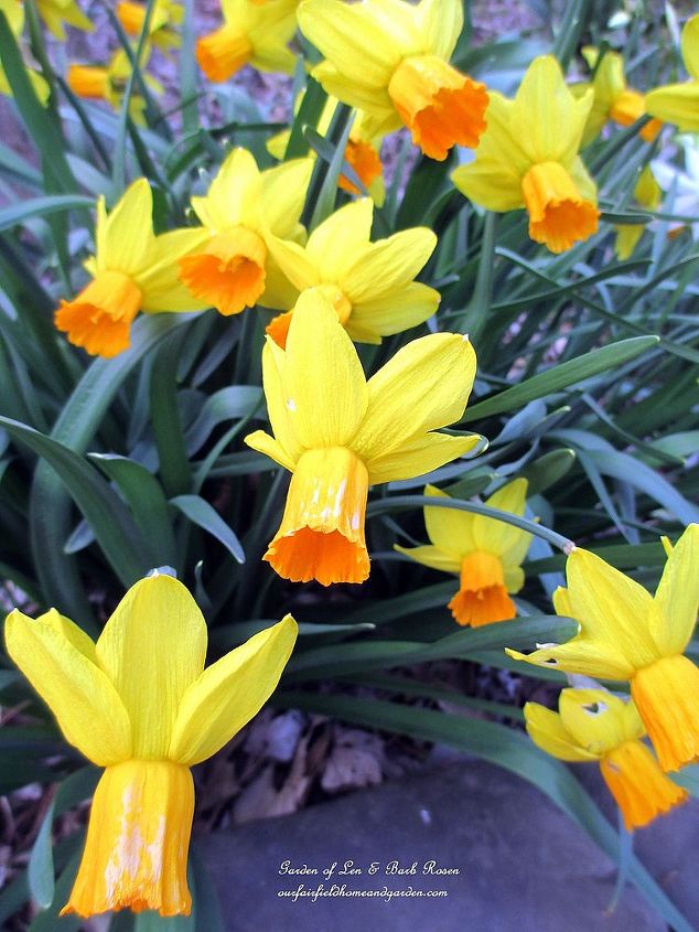 spring is blossoming, gardening, Jet Fire Daffodils