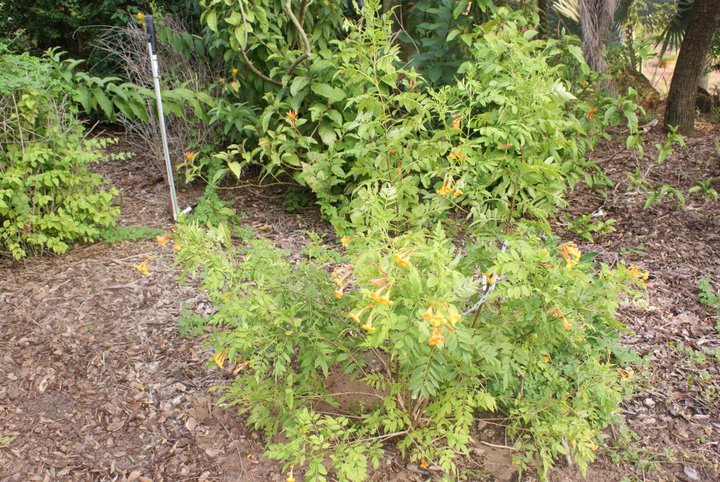 new introduction tacoma honeysuckle yellow cantaloupe blend very rare color sold in, gardening, New introduction Tacoma Honeysuckle yellow cantaloupe blend very rare color sold in my nursery