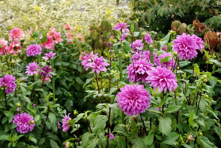 phipps conservatory in fall, gardening, Purple and pink dahlias in profusion at Phipps