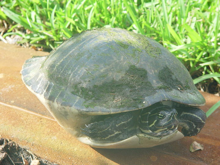 q vida silvestre tortuga, Ha estado en el agua