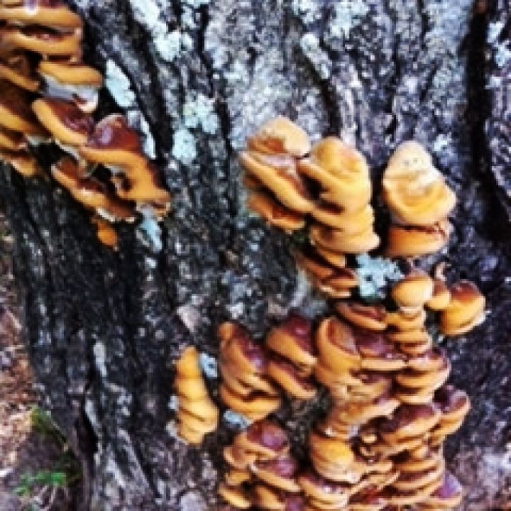 fungus among us or finding beauty where you did not plant it, gardening, This tree yields more than you might expect