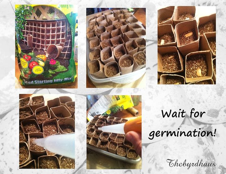 toilet paper rolls for seed starting, container gardening, gardening, repurposing upcycling