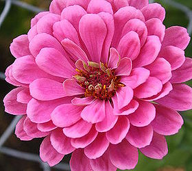 practically care free flowers as well as beautiful amp show stoppers, flowers, gardening, perennials, Giant Zinnia Grows upt to 4 5 ft Grow along fences sheds walls etc They love Sun
