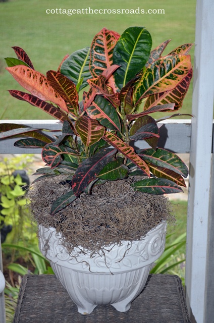 sprucing up the front porch for fall, outdoor living, painting, porches, seasonal holiday decor, new Croton plant
