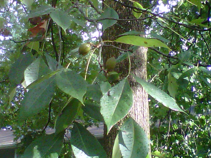 what tree is this why are leaves falling, gardening, Tree near my driveway What is it