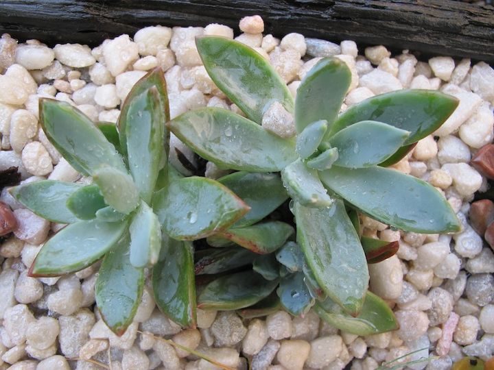appreciating amp propagating succulents, flowers, gardening, succulents, love this color green so cool