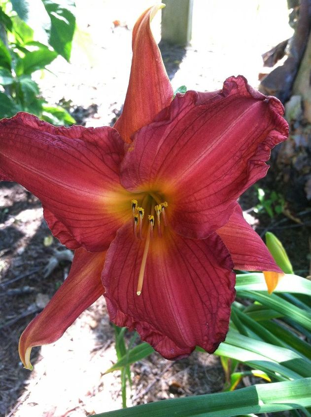 the start of the daylily blooms 2013, gardening, This is one I crossed Its a beauty