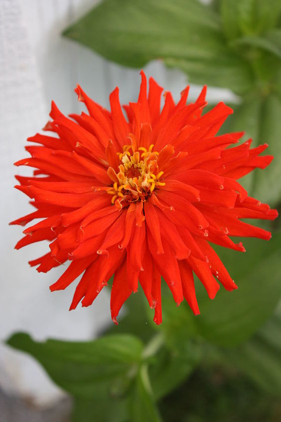 practically care free flowers as well as beautiful amp show stoppers, flowers, gardening, perennials, Cactus Zinnia Zinnia s are one of the easiet and quickest flowers to grow by seed