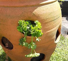 strawberry container ideas to plant, container gardening, flowers, gardening, 2nd hole is curl leaf parsley