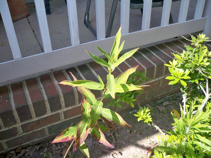 can someone identify this plant for me, flowers, gardening, 1 Starts out like this