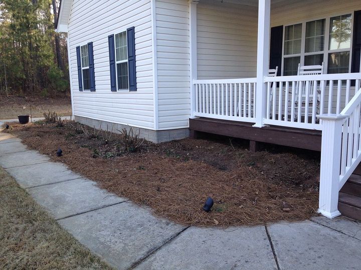 what to do with front yard pine beds simple and affordable, flowers, gardening, landscape, So much space and not sure how to fill it